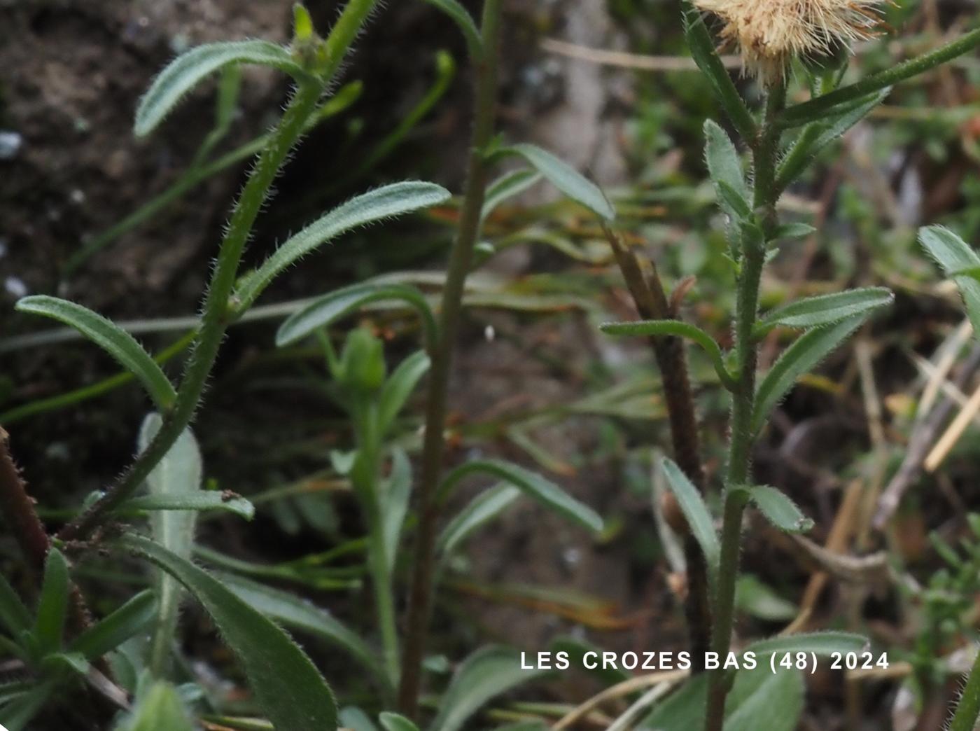 Fleabane, blue leaf